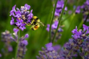 PES welcomes European Parliament report on the Biodiversity Strategy
