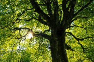 Progressives fight back: Europe’s Climate Law maintains climate ambition